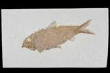 Knightia Fossil Fish - Wyoming #79886-1